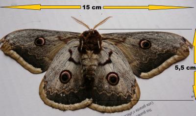 Grand Paon de nuit Saturnia pyri (Denis & Schiffermüller, 1775)