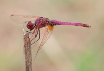 Trithémis annelé (Le) Trithemis annulata (Palisot de Beauvois, 1807)
