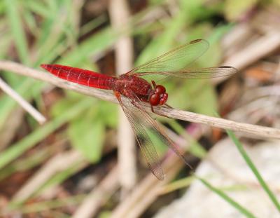 Crocothémis écarlate (Le) Crocothemis erythraea (Brullé, 1832)
