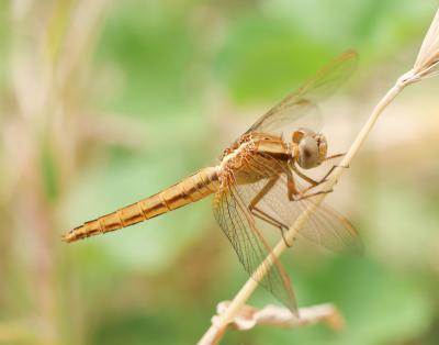 Crocothémis écarlate (Le) Crocothemis erythraea (Brullé, 1832)