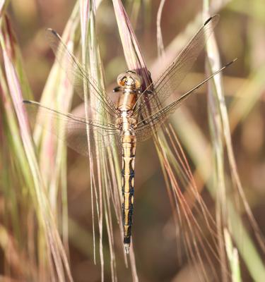 Orthétrum à stylets blancs (L') Orthetrum albistylum (Selys, 1848)