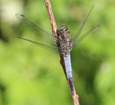 Orthétrum réticulé (L') Orthetrum cancellatum (Linnaeus, 1758)