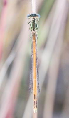Agrion orangé Platycnemis acutipennis Selys, 1841