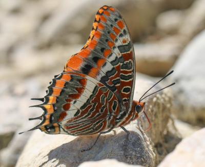 Nymphale de l'Arbousier (La), Jason (Le), Pacha à  Charaxes jasius (Linnaeus, 1767)