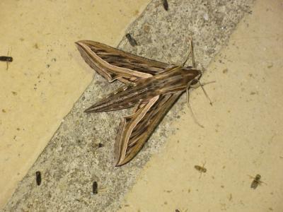 Sphinx Phoenix (Le) Hippotion celerio (Linnaeus, 1758)