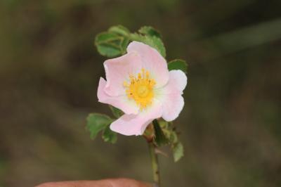 Rosier de Pouzin, Églantier de Pouzin Rosa pouzinii Tratt., 1823