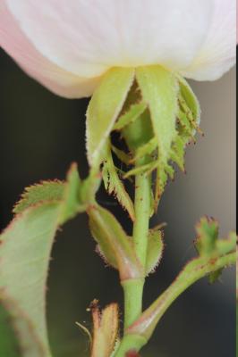 Rosier de Pouzin, Églantier de Pouzin Rosa pouzinii Tratt., 1823