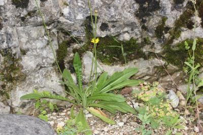 Liondent hispide Leontodon hispidus L., 1753