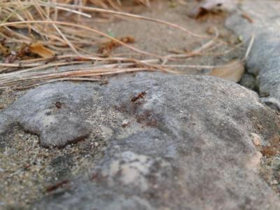  Lasius emarginatus (Olivier, 1792)