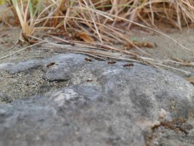  Lasius emarginatus (Olivier, 1792)