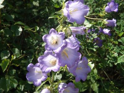 Campanule carillon, Fausse Raiponce Campanula medium L., 1753