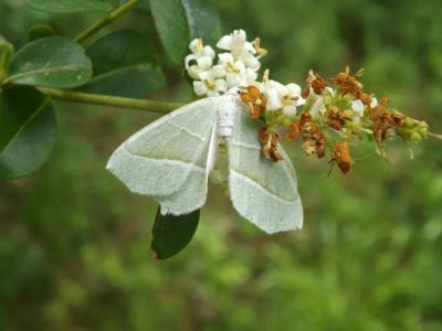 Céladon (Le) Campaea margaritaria (Linnaeus, 1760)