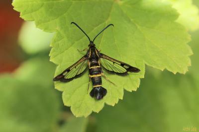 Sésie du Groseillier (La) Synanthedon tipuliformis (Clerck, 1759)