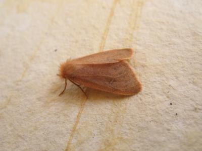 Bombyx rubicond (Le), Liparis rosâtre (Le) Ocneria rubea (Denis & Schiffermüller, 1775)