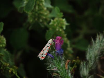 Gentille (La), Ecaille du Myosotis (L') Utetheisa pulchella (Linnaeus, 1758)