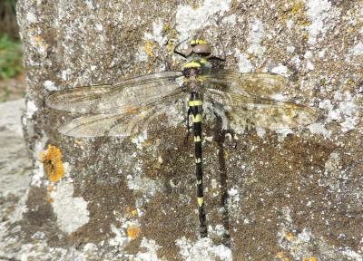 Cordulie splendide (La) Macromia splendens (Pictet, 1843)