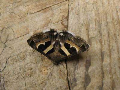 Noctuelle de la Corroyère (La) Grammodes stolida (Fabricius, 1775)