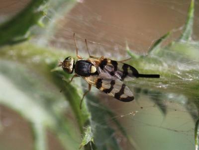  Urophora jaceana (Hering, 1935)