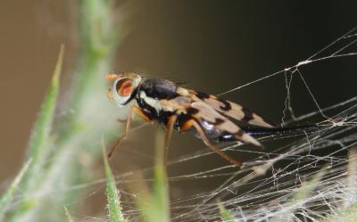  Urophora jaceana (Hering, 1935)