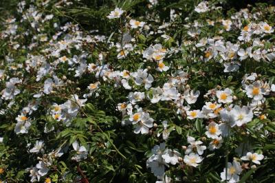 Rosier toujours vert, Rosier de tous les mois Rosa sempervirens L., 1753