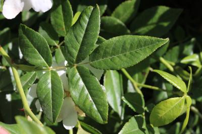 Rosier toujours vert, Rosier de tous les mois Rosa sempervirens L., 1753