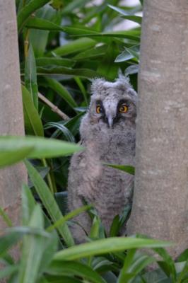 Hibou moyen-duc Asio otus (Linnaeus, 1758)