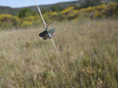 Procris des Centaurées (Le), Turquoise des Globula Jordanita globulariae (Hübner, 1793)