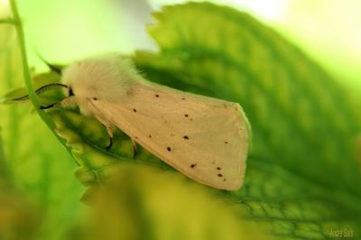 Spilosoma Curtis, 1825