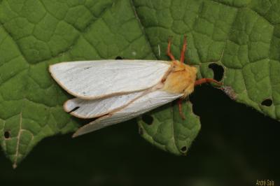 Hépiale du Houblon (L') Hepialus humuli (Linnaeus, 1758)