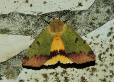 Pistachière (La) Ophiusa tirhaca (Cramer, 1777)