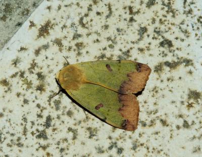 Pistachière (La) Ophiusa tirhaca (Cramer, 1777)
