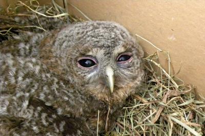 Chouette hulotte Strix aluco Linnaeus, 1758