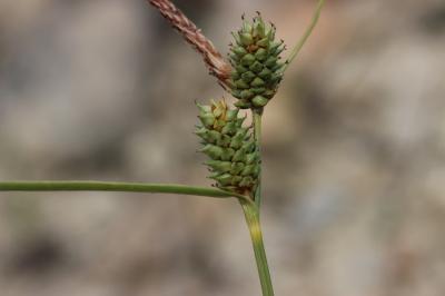 Laîche étirée Carex extensa Gooden., 1794