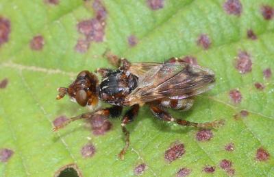  Myopa buccata (Linnaeus, 1758)