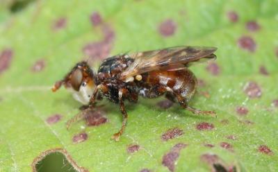  Myopa buccata (Linnaeus, 1758)