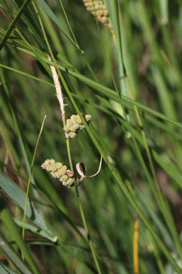 Laîche tomenteuse Carex tomentosa L., 1767