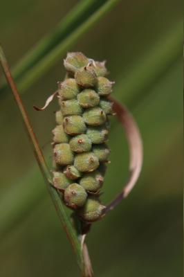 Laîche tomenteuse Carex tomentosa L., 1767