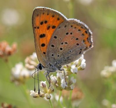 Cuivré mauvin (Le), Cuivré flamboyant (Le), Argus  Lycaena alciphron (Rottemburg, 1775)