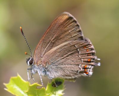 Thécla du Kermès (La), Thécla du Marronnier (La) Satyrium esculi (Hübner, 1804)