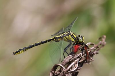 Gomphe de Graslin (Le), Gomphe à cercoïdes fourchu Gomphus graslinii Rambur, 1842