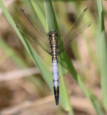 Orthétrum à stylets blancs (L') Orthetrum albistylum (Selys, 1848)