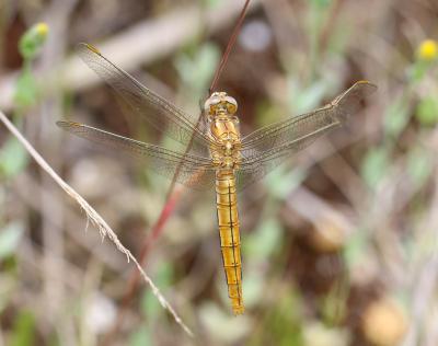 Orthétrum brun (L') Orthetrum brunneum (Boyer de Fonscolombe, 1837)