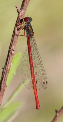 Agrion délicat Ceriagrion tenellum (Villers, 1789)