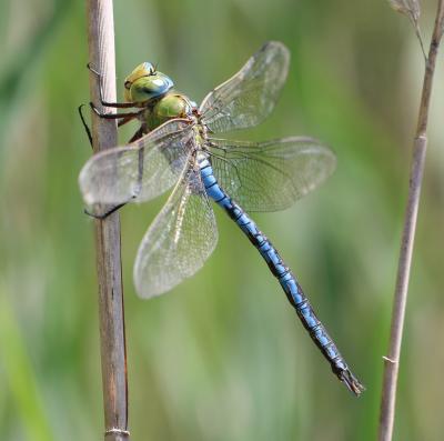 Anax empereur (L') Anax imperator Leach, 1815