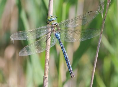 Anax empereur (L') Anax imperator Leach, 1815