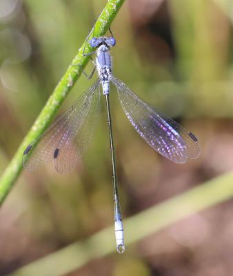 Leste à grands ptérostigmas, Leste à grands stigma Lestes macrostigma (Eversmann, 1836)