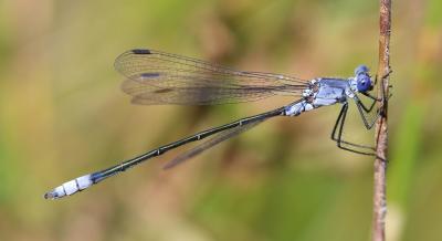 Leste à grands ptérostigmas, Leste à grands stigma Lestes macrostigma (Eversmann, 1836)