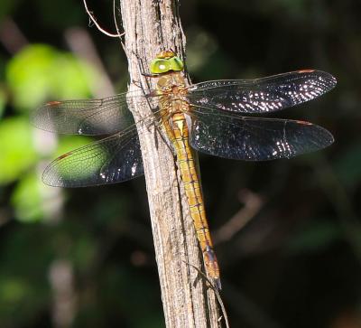 Aeschne isocèle Aeshna isoceles (O.F. Müller, 1767)
