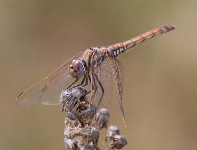 Trithémis annelé (Le) Trithemis annulata (Palisot de Beauvois, 1807)