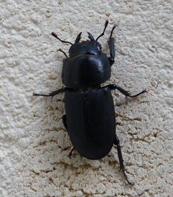 Petite biche, Petite lucane Dorcus parallelipipedus (Linnaeus, 1758)